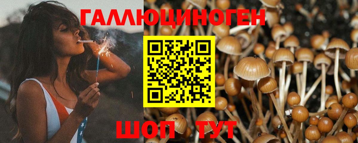 Галлюциногенные грибы Psilocybine cubensis  Галлюциногенные грибы мицелий  Курчатов  Вход с VPN 